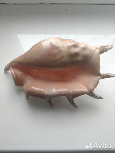 Ракушка большая морская(Египет)