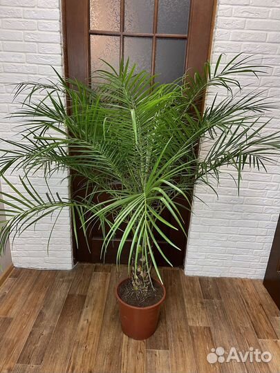 Фикиковая пальма робелини комнатные цветы