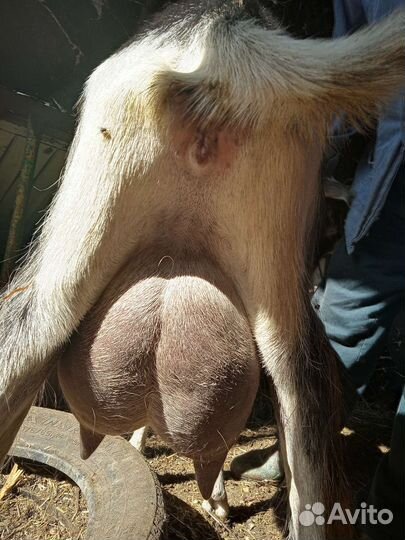 Продается коза