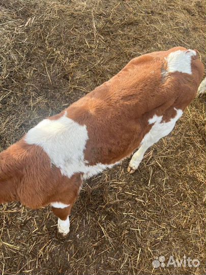 Телята бычки скот с доставкой до двора