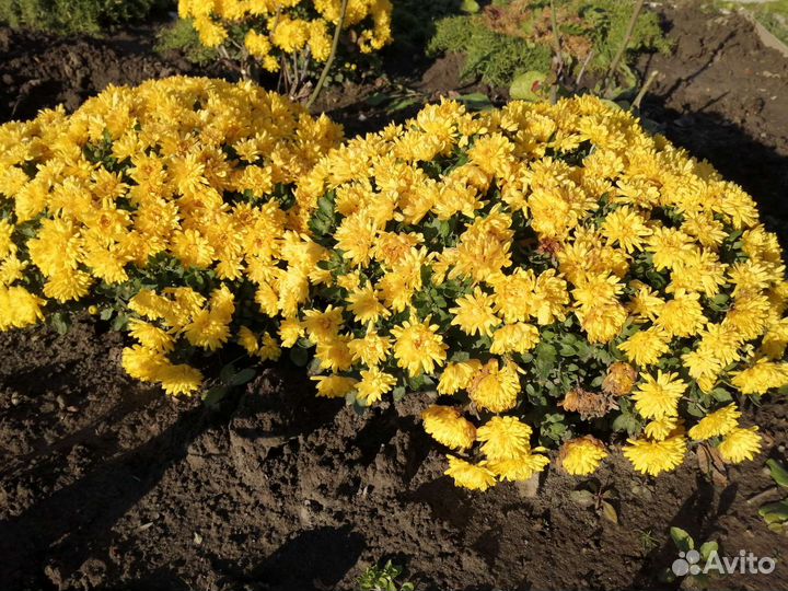 Хризантемы мультифлора /шаровидная