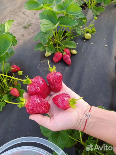 Саженцы клубники