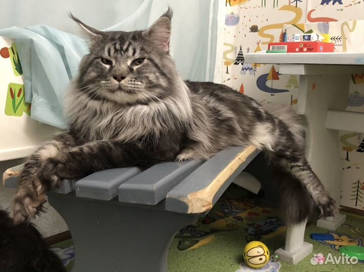 Вязка мейн-кун