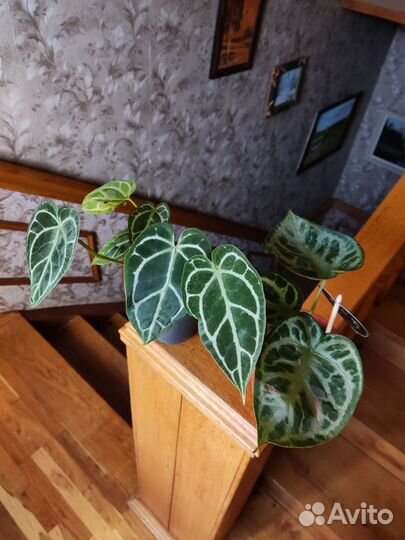 Антуриум Сильвер блаш, кристаллинум