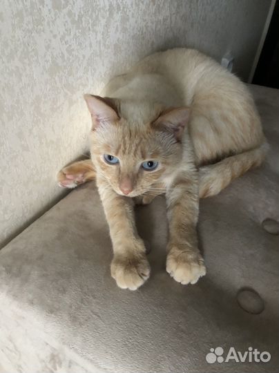 Кот на вязку