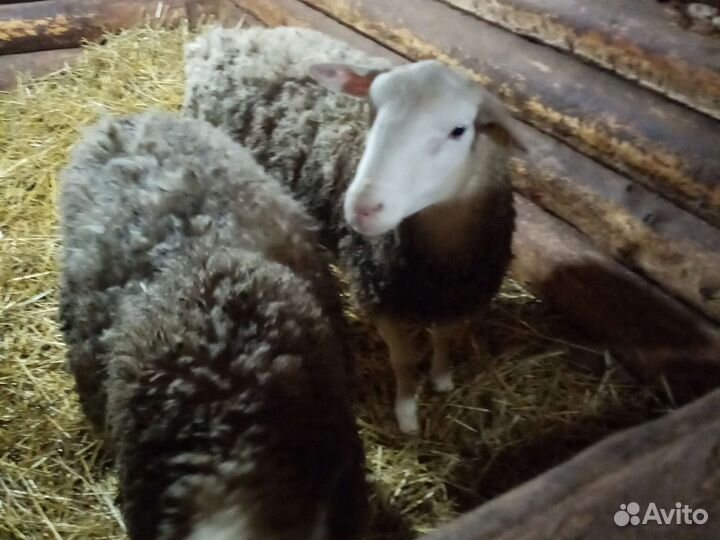 Бараны 75 дорпер