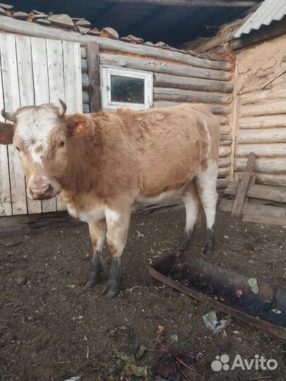 Телочка стельная