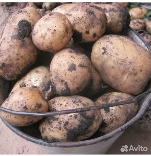 Продам картофель