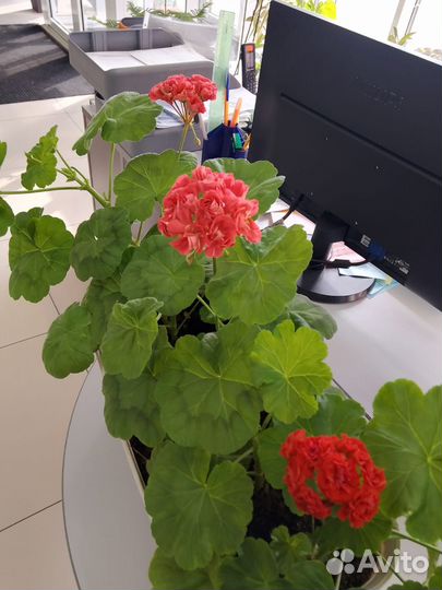 Пеларгония