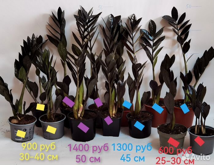 Чёрный Замиокулькас Равен, Чёрный Ворон