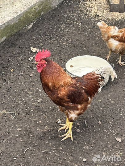 Куры петухи