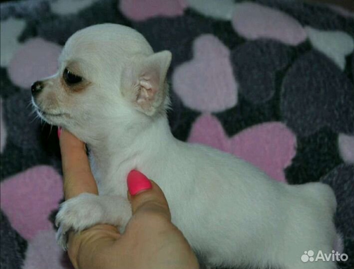Мальчики и девочки чихуахуа