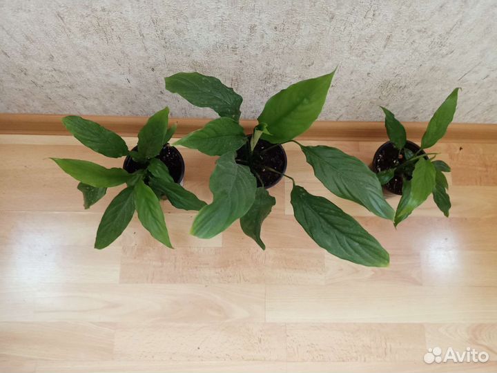 Спатифиллум (женское счастье)