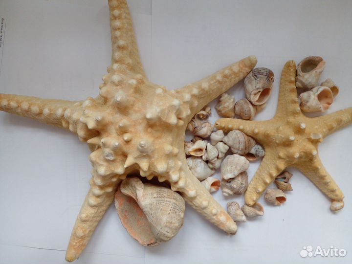 Сувениры из моря