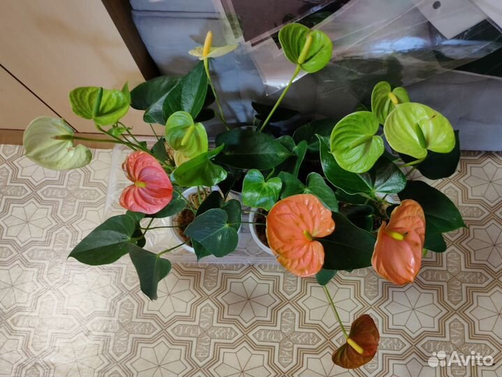 Антуриумы сортовые