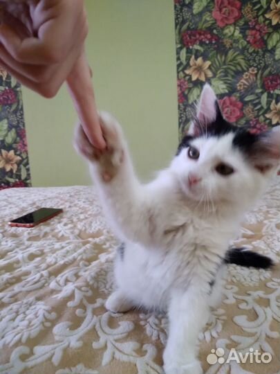 Котята в добрые руки бесплатно