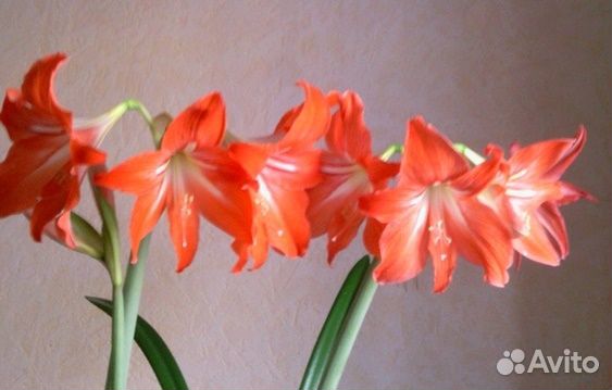 Гиппеаструм амариллис