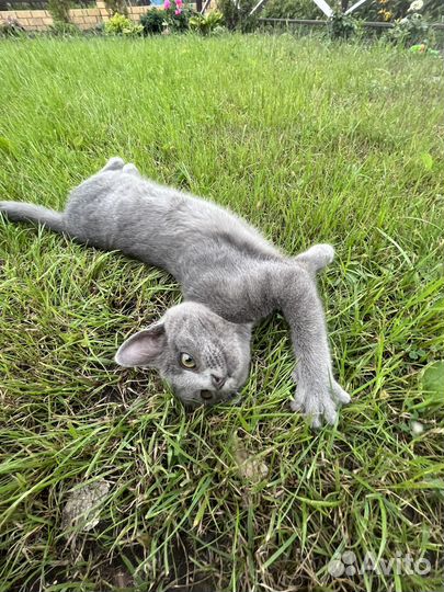 Отдам в добрые руки котят