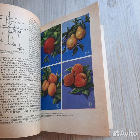 Плодоводство с основами декоративного садоводства