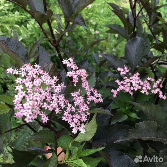 Сирень прим Роуз жёлтая