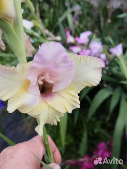 Гладиолусы луковицы