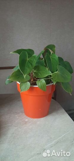 Комнатные цветы антуриум