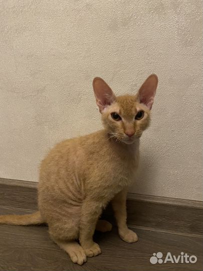 Донской сфинкс браш