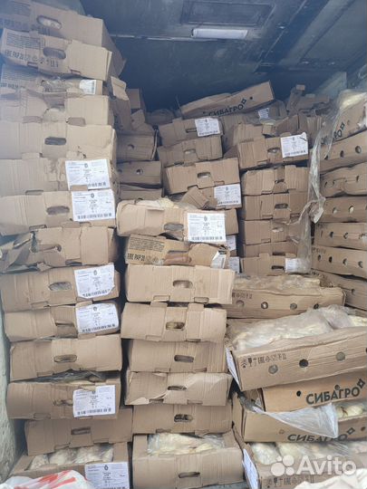 Куры несушки для домашних животных на корм