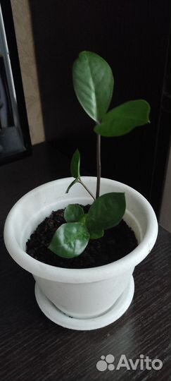 Замиокулькас