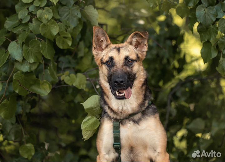 Собака из приюта в добрые руки