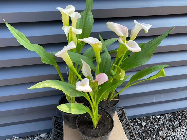 Каллы в горшке