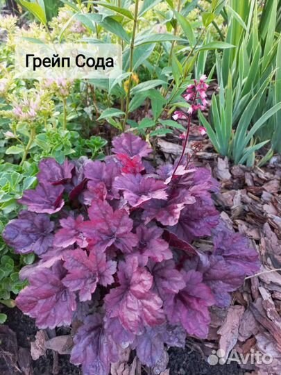 Гейхеры сортовые