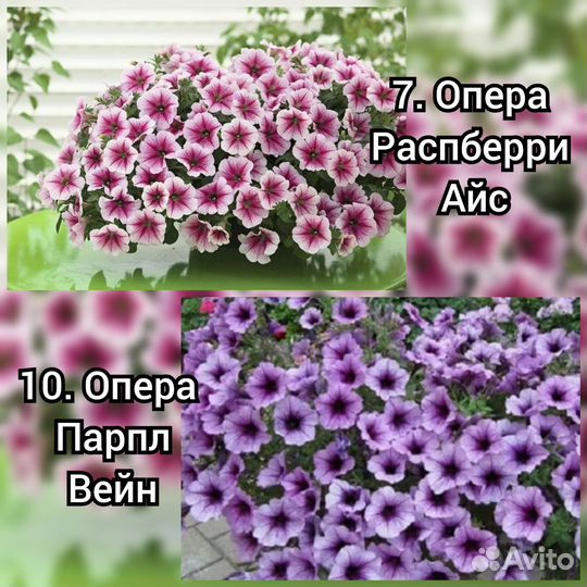 Петуния ампельная рассада