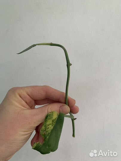 Сциндапсус жаде сатин вариегатный