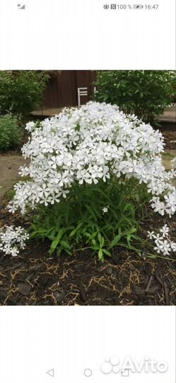 Цветы для вашего сада