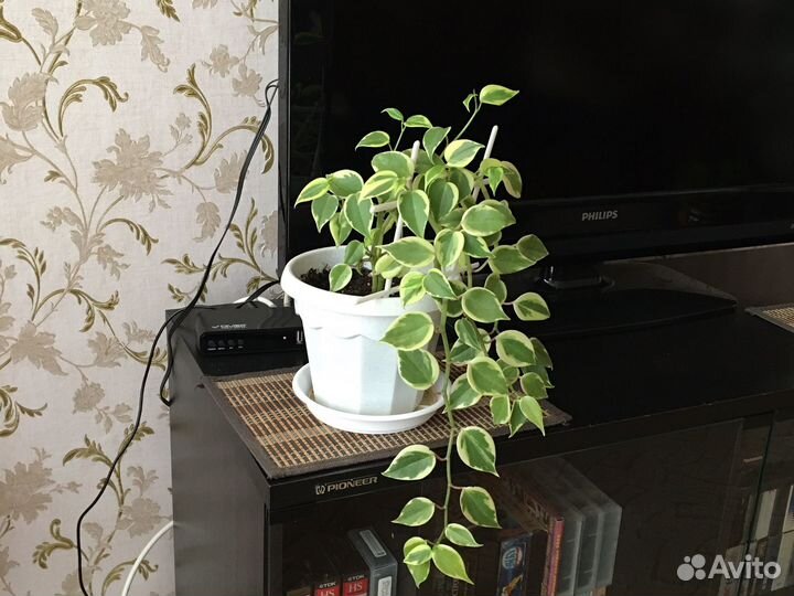 Комнатные цветы