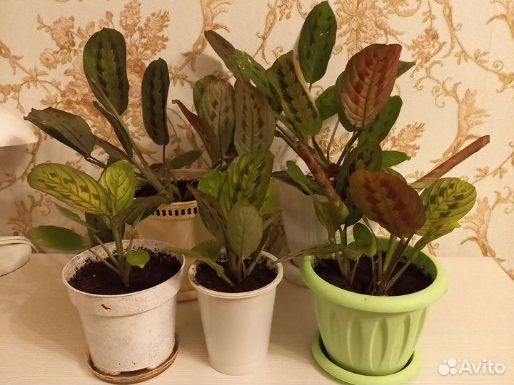 Комнатные цветы. Маранта триколор