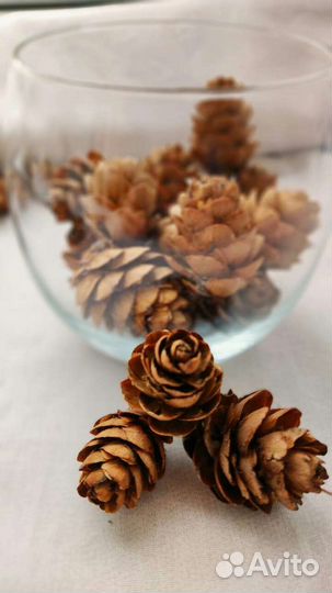 Шишки лиственницы