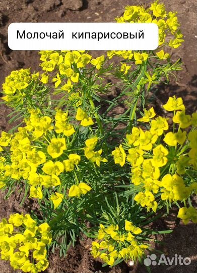 Цветы садовые