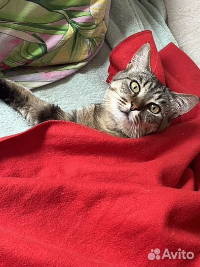 Отдам кота в добрые руки