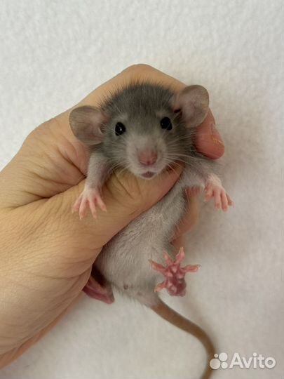 Крысята дамбо Девочки малыши