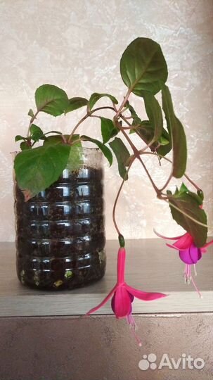 Цветы для вашего дома