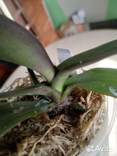 Орхидея фаленопсис бабочка