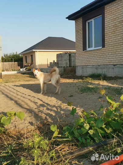 Щенок акиты метис