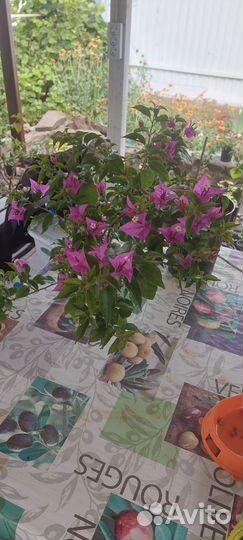 Бугенвиллии сортовые