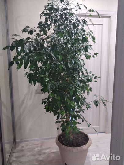 Фикус бенджамина большой