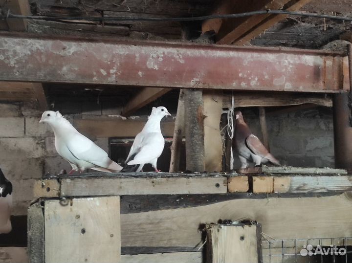Голуби