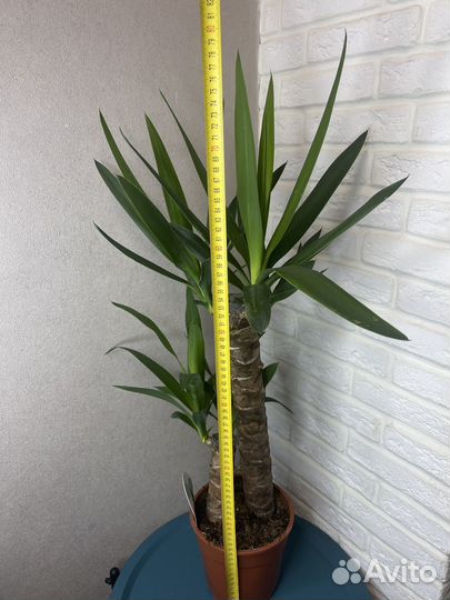 Пальма юкка 2 ствола комнатные цветы