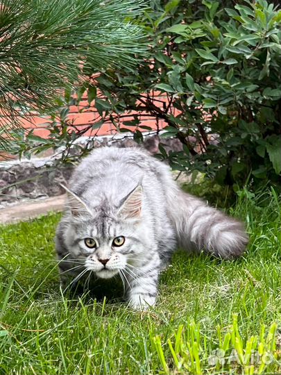Кошка мейн-кун высокое серебро