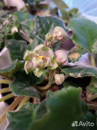 Фиалки сортовые